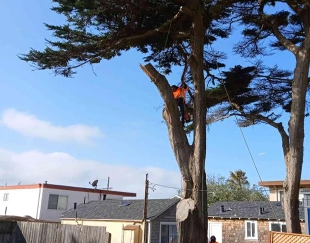 Tree Services