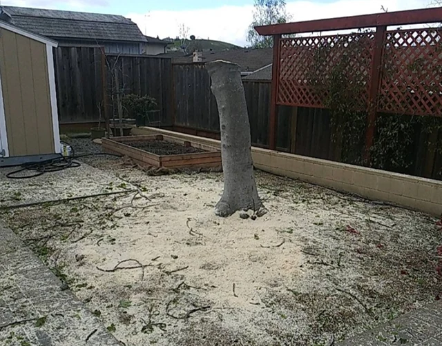 Tree Removal