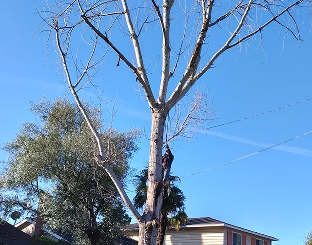 Tree Trimming